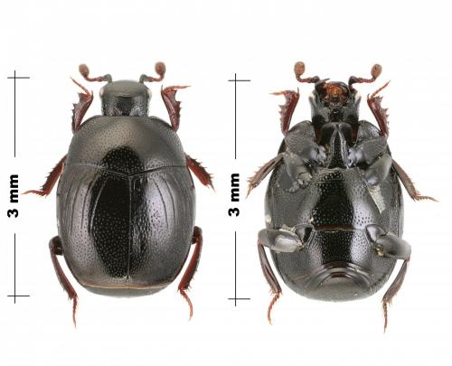 Gnathoncus nannetensis